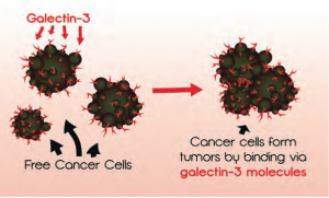 ガンとGalectin-3