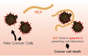 ガンの成長を止めるMCP