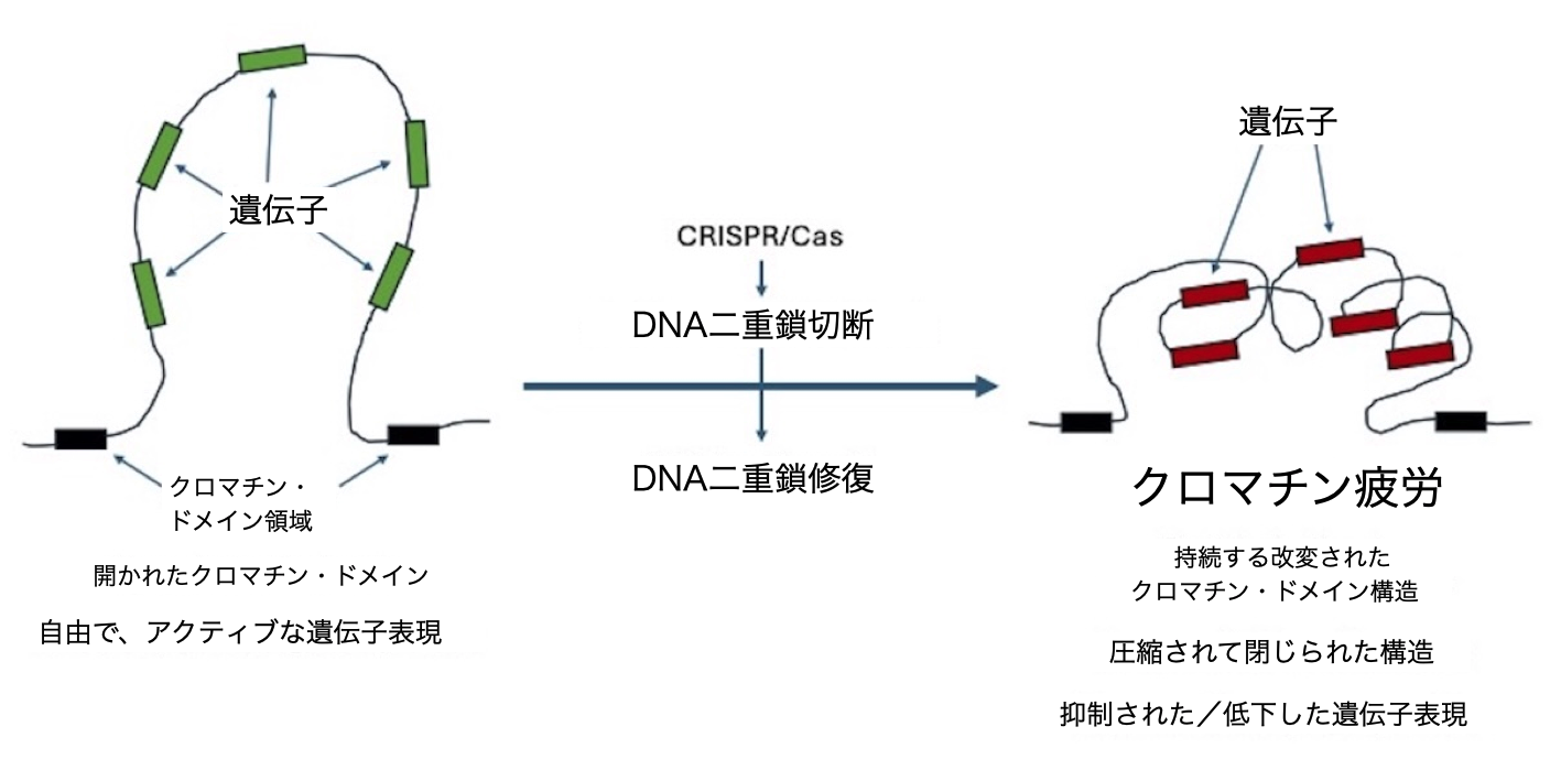 クロマチン疲労
